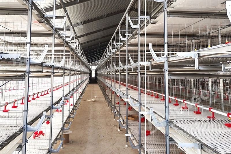 Equipo de cría de pollos de engorde para refugios modernos de pollos de carne Equipo de cría de pollos de engorde para refugios modernos de pollos de carne