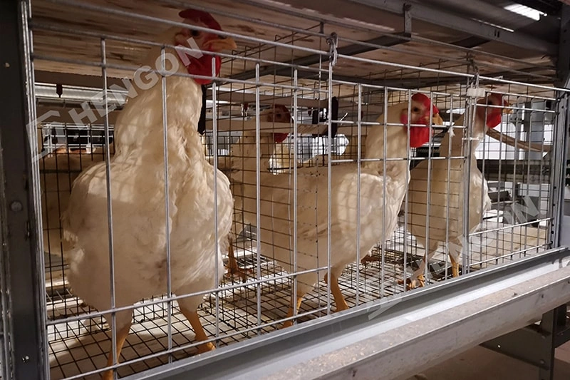 Equipos inteligentes para la cría de pollos de engorde para un mejor crecimiento de los pollos