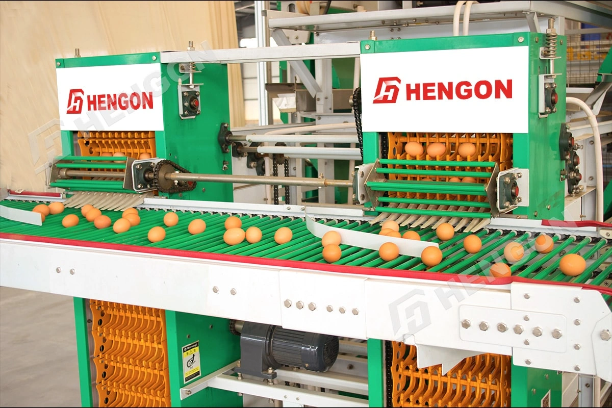 automatic egg collectors.webp automatic egg collectors.webp
