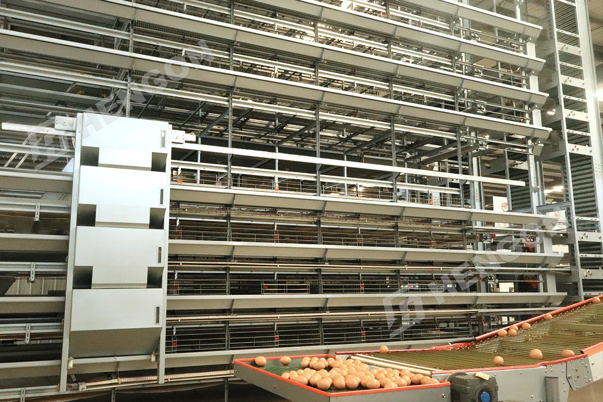 automatic egg collectors.webp automatic egg collectors.webp