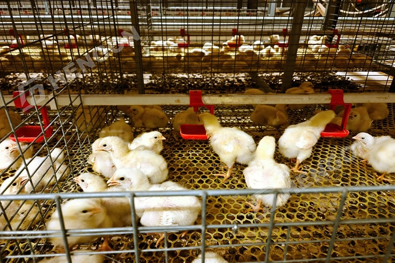 ¿Es rentable la cría de pollos de engorde en Filipinas? 1 拷贝.webp